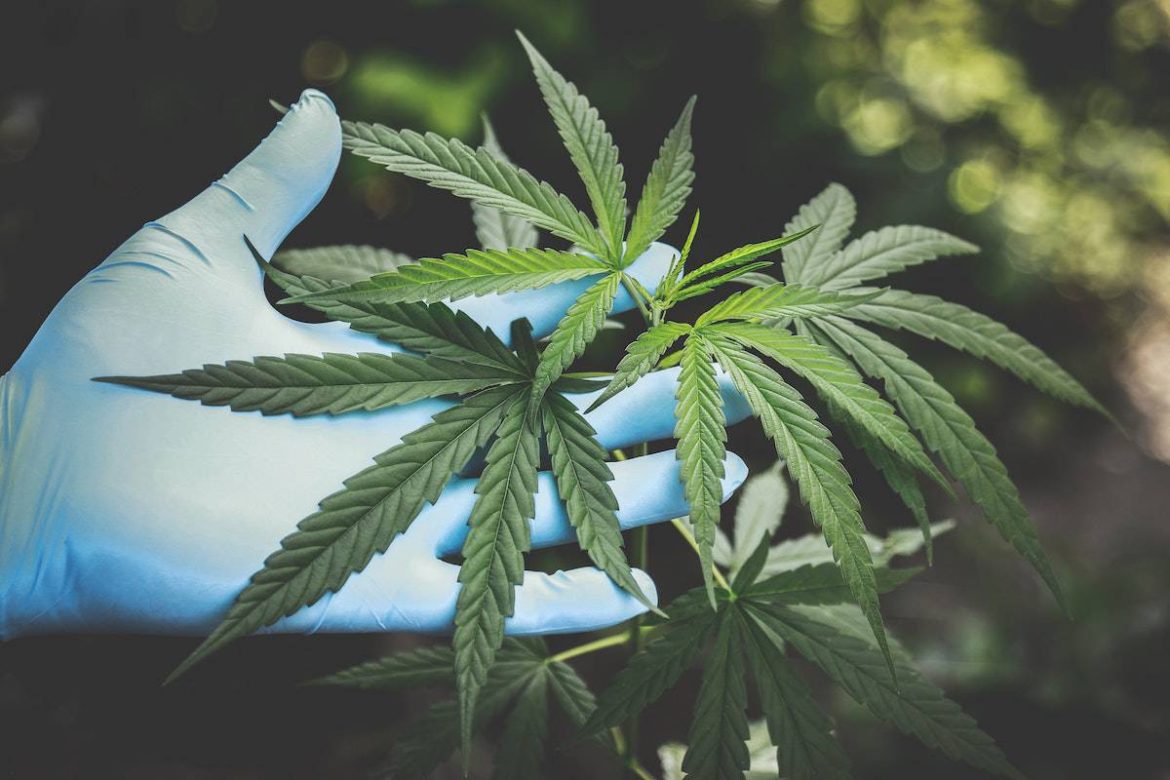 Choosing the Right CBD Spectrum Choosing the Right CBD Spectrum