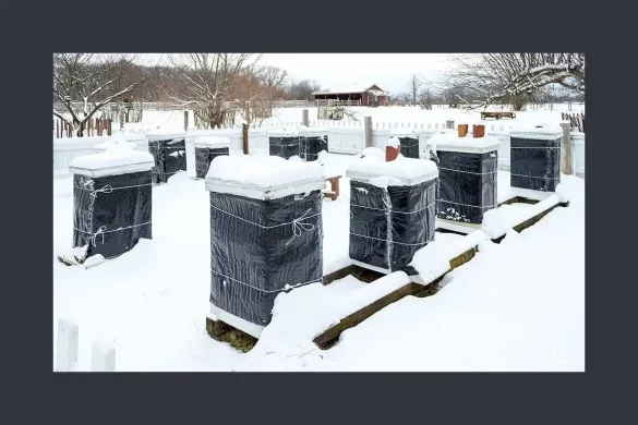 Where can I Buy Honey Bee Cozy Winter Hive Wraps