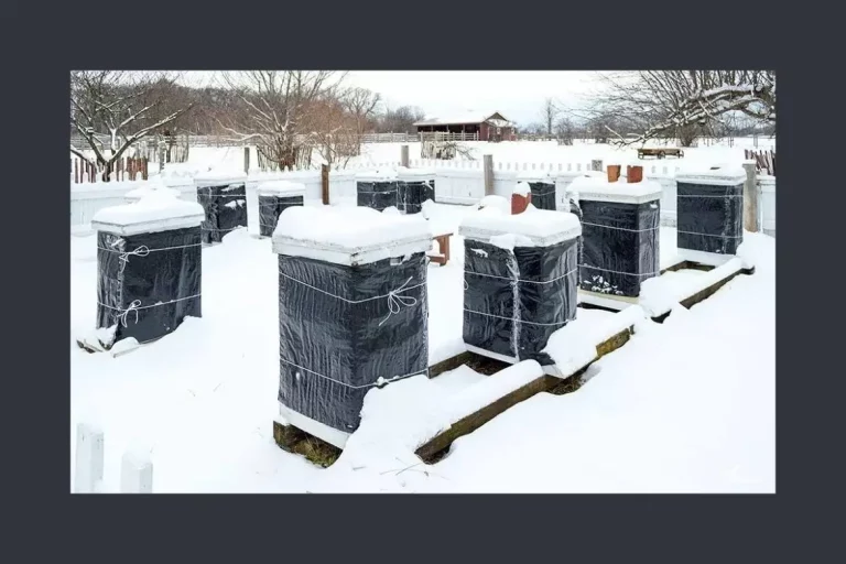 Where can I Buy Honey Bee Cozy Winter Hive Wraps [2024]