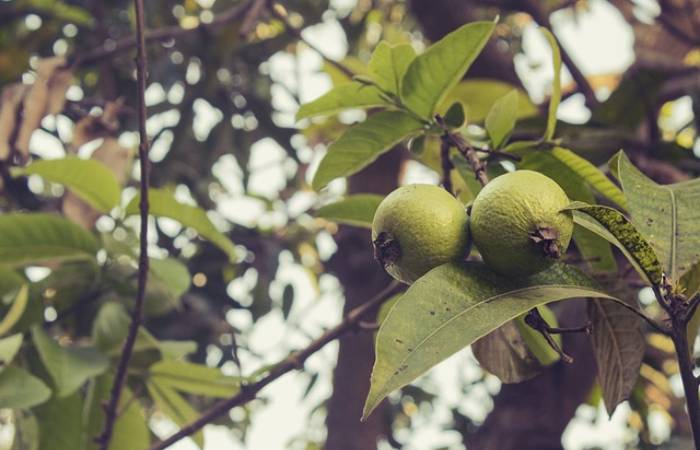 wellhealthorganic.com:5-amazing-health-benefits-of-guava